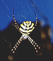 Garden spider, Argiope australis. Photo H. Robertson