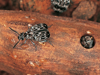 Neltumius arizonensis