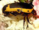 Scarabaeidae, Cetoniinae