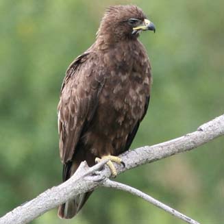 Aquila wahlbergi (Wahlberg's eagle) 