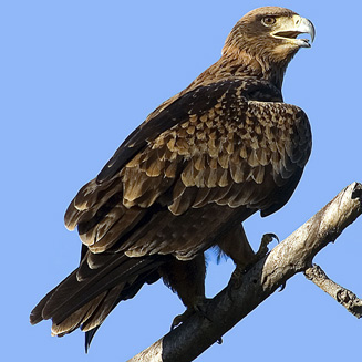 Aquila rapax (Tawny eagle) 