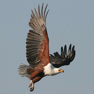 Haliaeetus vocifer (African fish-eagle) 