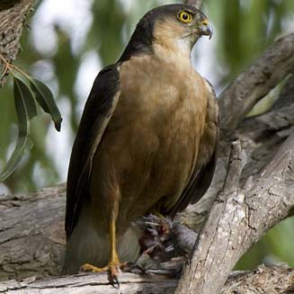 Accipiter rufiventris (Rufous-chested sparrowhawk, Red-breasted sparrowhawk) 