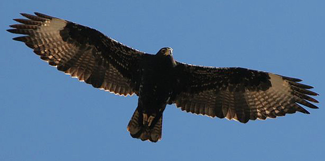 Aquila verreauxii (Verreauxs' eagle, Black eagle) 