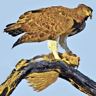 Polemaetus bellicosus (Martial eagle) 