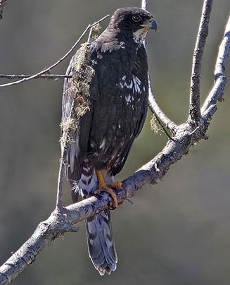 Accipiter melanoleucus (Black sparrowhawk) 