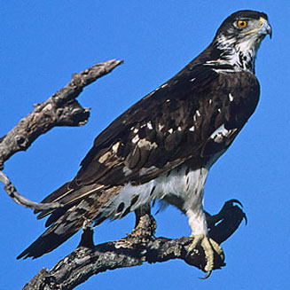 Aquila spilogaster (African hawk-eagle) 
