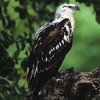 Haliaeetus vocifer (African fish-eagle)