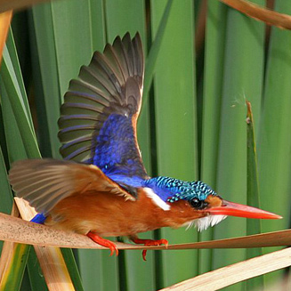 Alcedo cristata (Malachite kingfisher) 