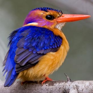 Ispidina picta (African pygmy-kingfisher, Pygmy kingfisher)