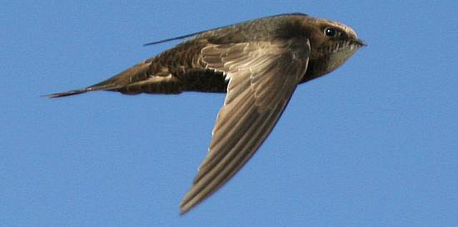 Apus barbatus (African black swift, Black swift)