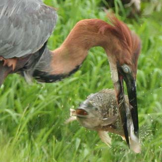 Ardea goliath (Goliath heron)
