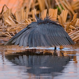 Egretta ardesiaca (Black heron, Black egret) 