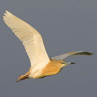 Ardeola ralloides (Squacco heron, Common squacco heron) 