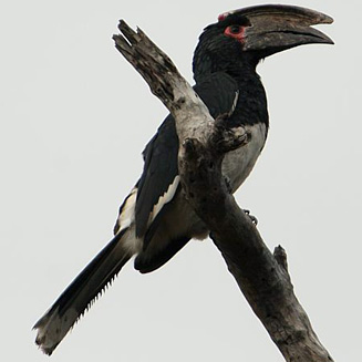 Bycanistes bucinator (Trumpeter hornbill) 