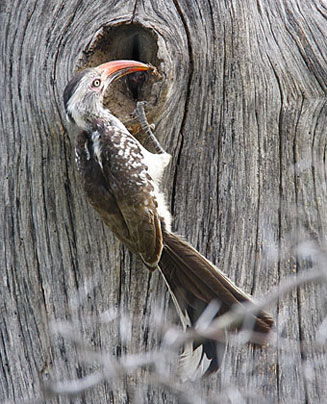 Tockus erythrorhynchus (Red-billed hornbill)