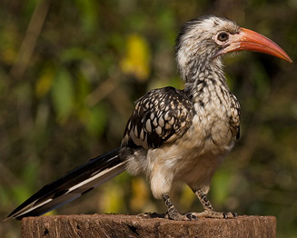 Tockus erythrorhynchus (Red-billed hornbill) 