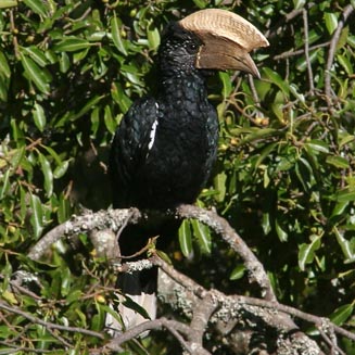 Bycanistes brevis (Silvery-cheeked hornbill) 