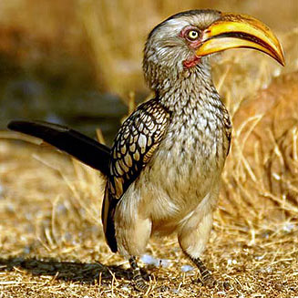 Tockus leucomelas (Southern yellow-billed hornbill)