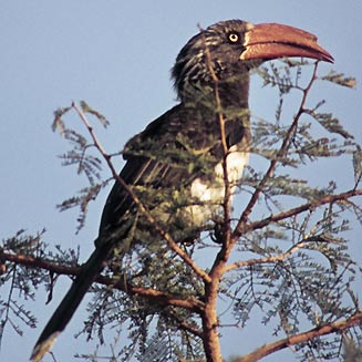 Tockus alboterminatus (Crowned Hornbill)