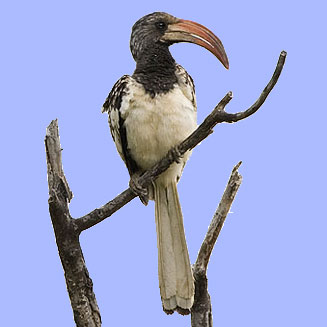Tockus monteiri (Monteiro's hornbill)