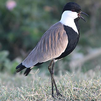 Vanellus spinosus (Spur-winged lapwing, Spur-winged plover) 