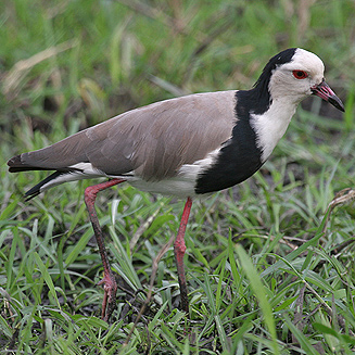 Vanellus crassirostris (Long-toed lapwing, Long-toed plover)