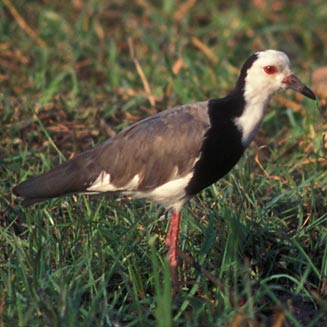Vanellus crassirostris (Long-toed lapwing, Long-toed plover) 