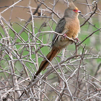 Urocolius indicus (Red-faced mousebird)
