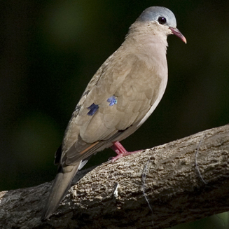 Turtur afer (Blue-spotted wood-dove, Blue-spotted dove) 