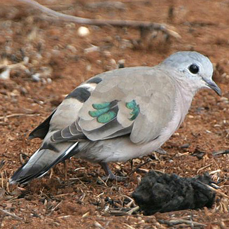 Turtur chalcospilos (Emerald-spotted wood-dove, Greenspotted dove) 