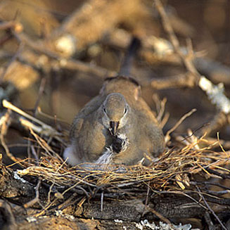 Oena capensis (Namaqua dove) 