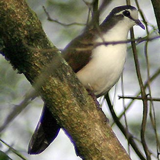 Turtur tympanistria (Tambourine dove)