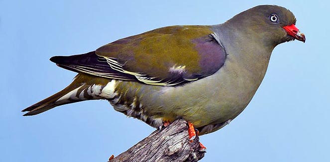 Treron calvus (African green-pigeon, Green pigeon)