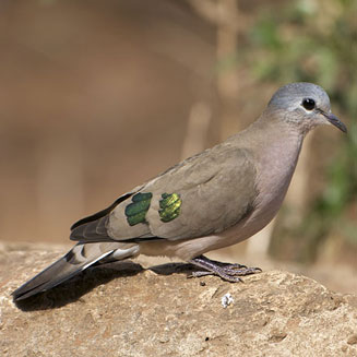 Turtur chalcospilos (Emerald-spotted wood-dove, Greenspotted dove)