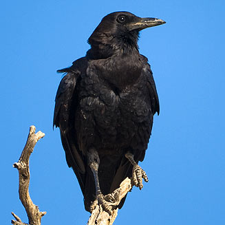 Corvus capensis (Cape crow, Black crow)