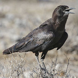 Corvus capensis (Cape crow, Black crow) 