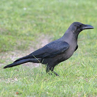 Corvus splendens (House crow) 
