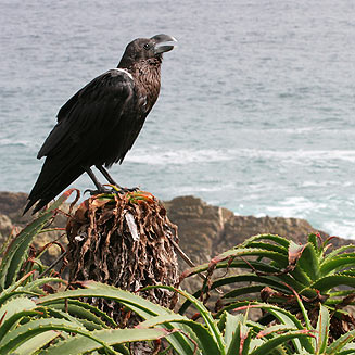 Corvus albicollis (White-necked raven)