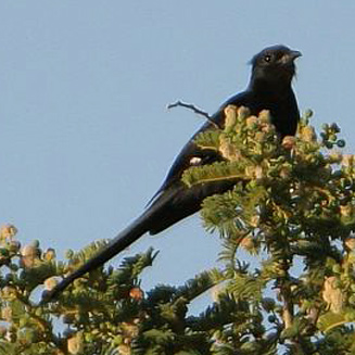 Clamator jacobinus (Jacobin cuckoo) 