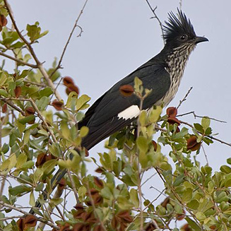 Clamator levaillantii (Levaillant's cuckoo , Striped cuckoo)