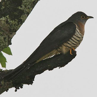 Cuculus solitarius (Red-chested cuckoo) 