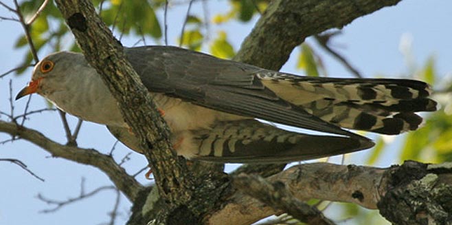 Cuculus gularis (African cuckoo) 