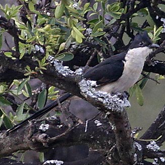 Clamator jacobinus (Jacobin cuckoo)