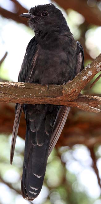Cuculus clamosus (Black cuckoo) 
