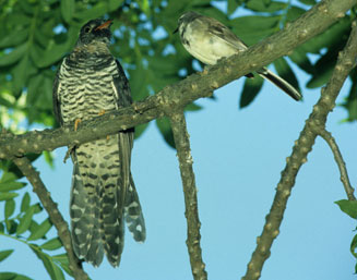 Cuculus solitarius (Red-chested cuckoo)
