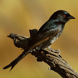 Dicrurus adsimilis (Fork-tailed drongo)