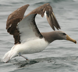 Thalassarche eremita (Chatham albatross) 