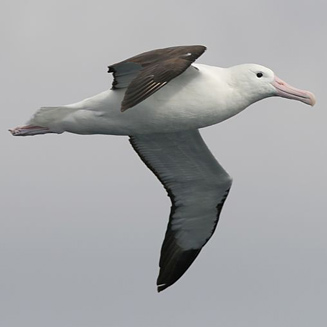 Diomedea sanfordi (Northern royal albatross) 