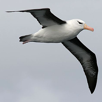 Thalassarche melanophrys (Black-browed albatross) 